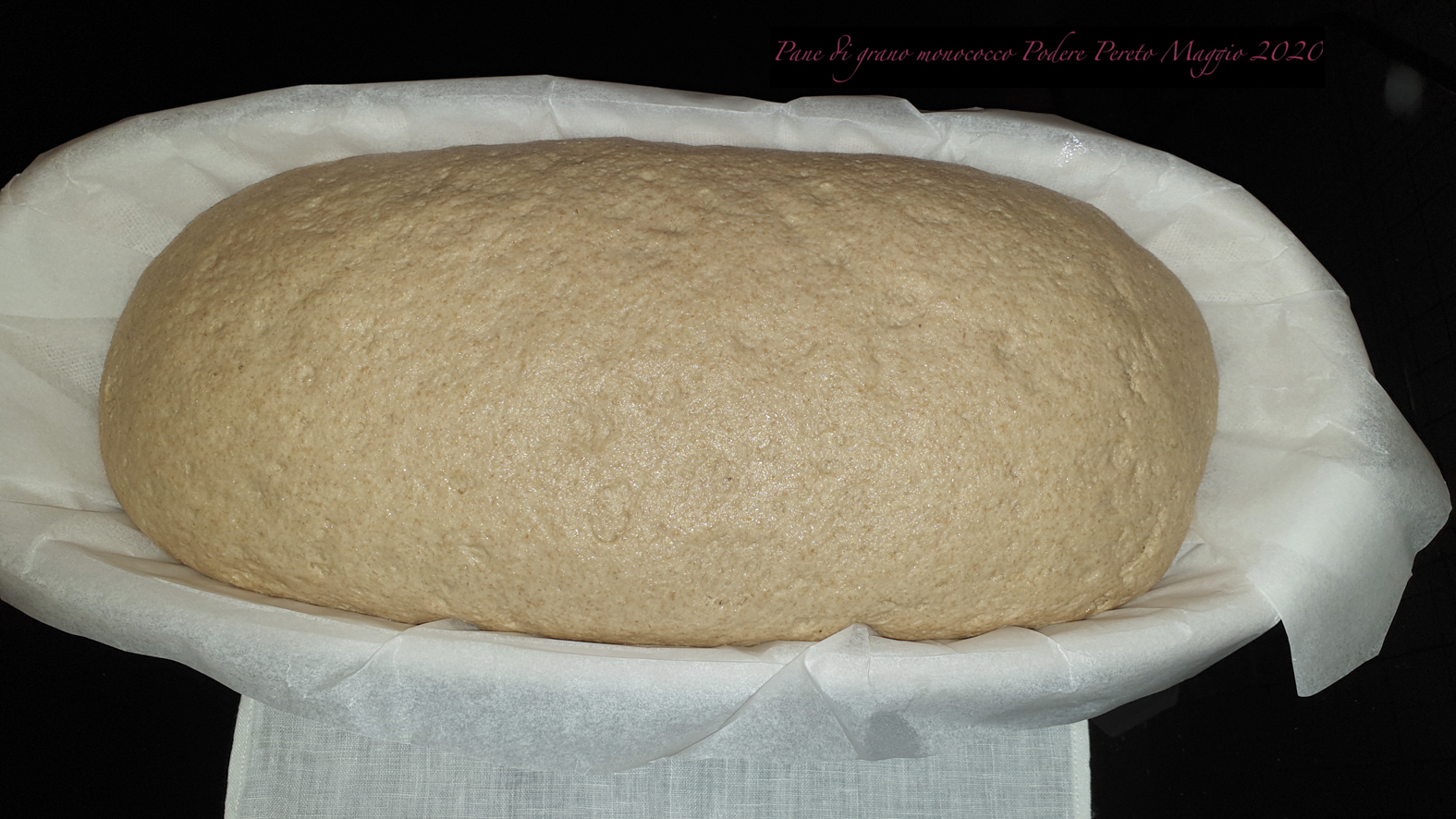 Pane di grano monococco (piccolo farro) 100%: Nuovo test con metodica  indiretta - Glutenlight
