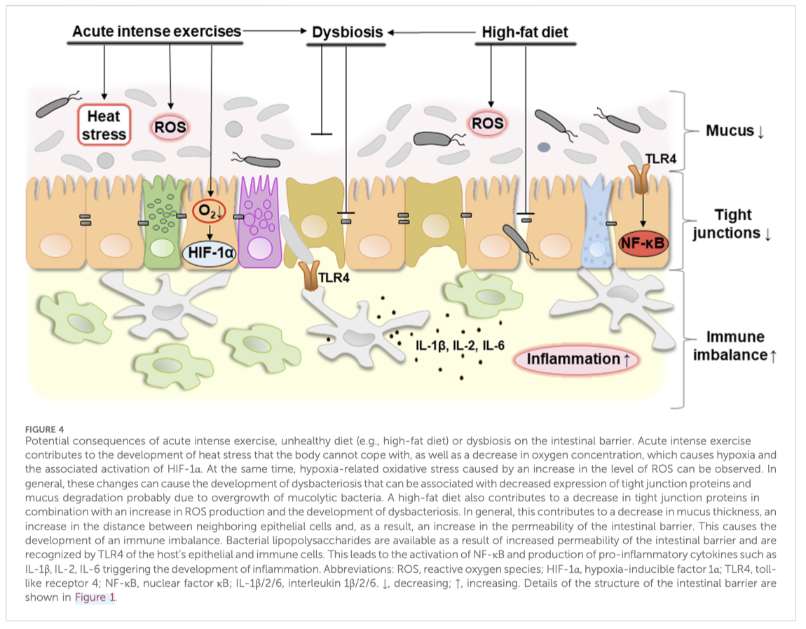 intestinal barrier