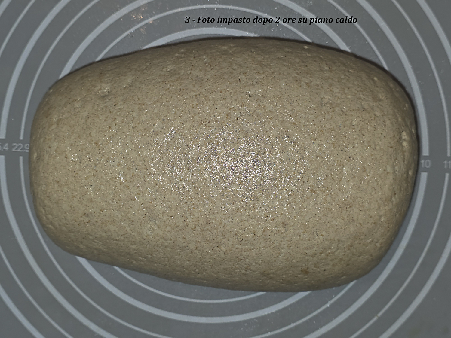 superficie dell’impasto integrale di monococco dopo manipolazione e riposo sul piano caldo con ricompattazione della struttura
