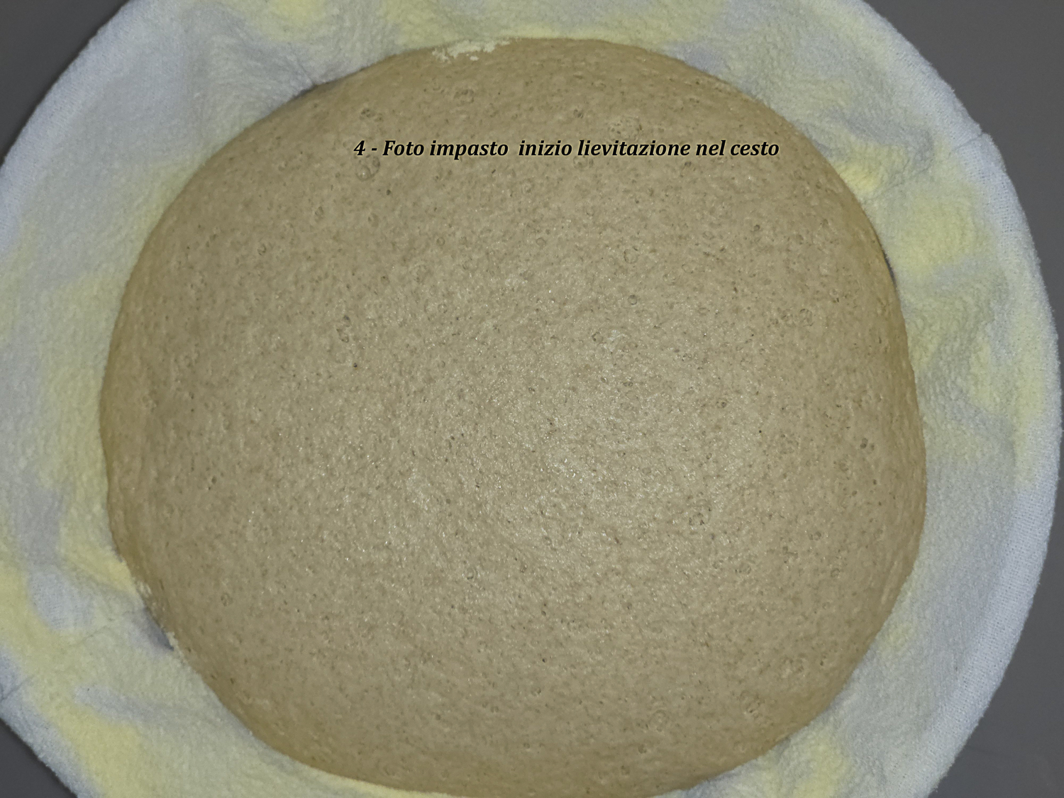 impasto integrale di monococco all’inizio della lievitazione nel cestino con superficie continua e regolare