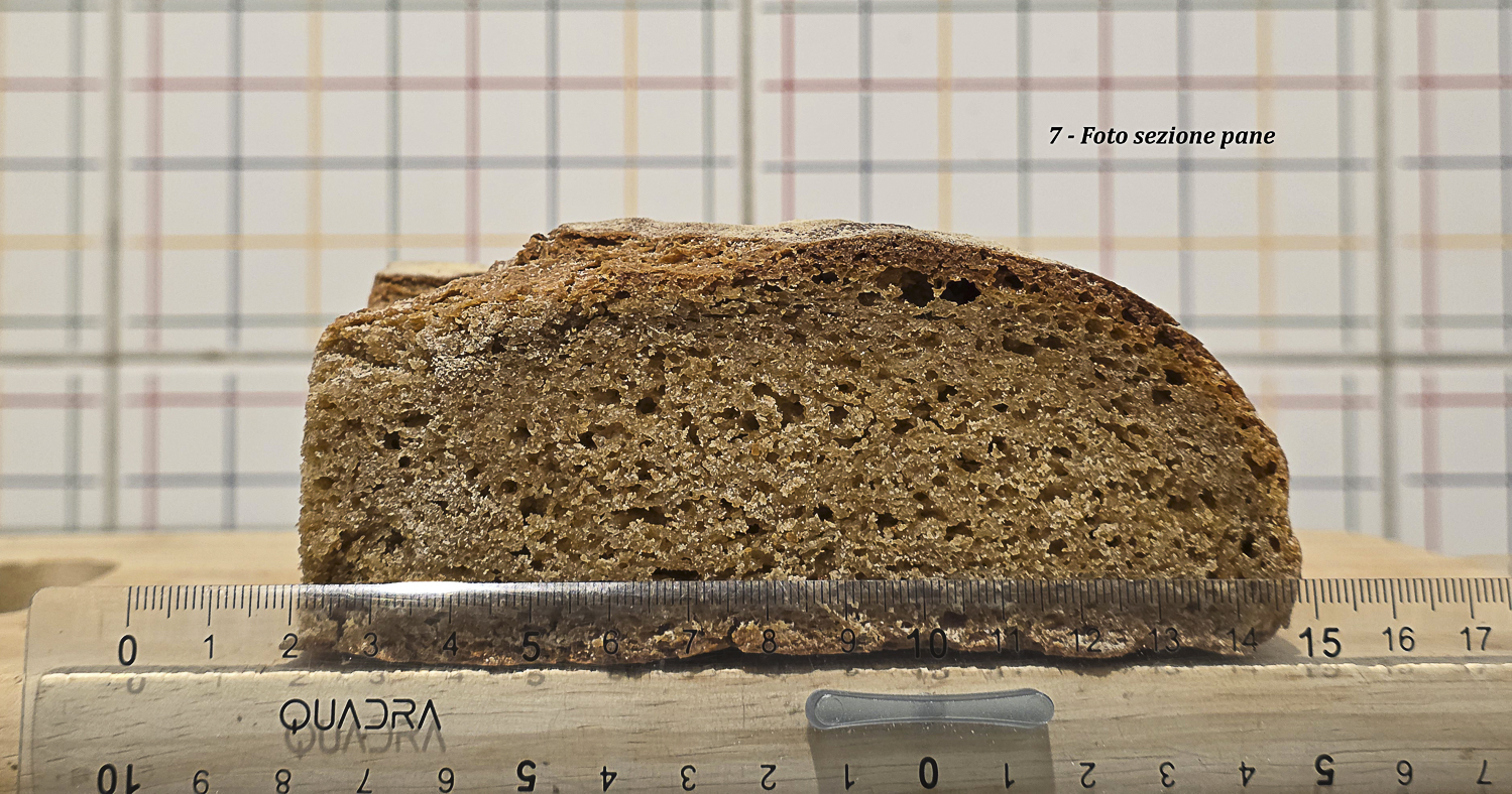 sezione del pane integrale di monococco con mollica fine-media e struttura alveolare uniforme