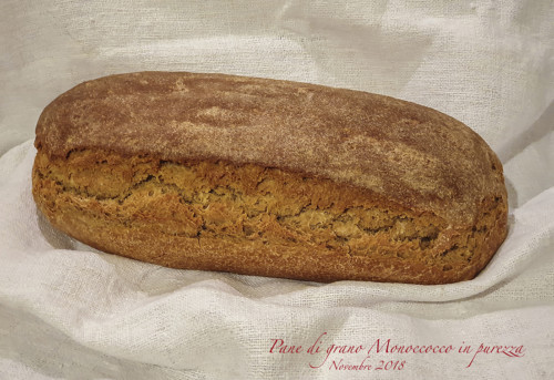 Pane di grano Monococco Moi Lorenzo (ID331) del 22-11-2018 in pu