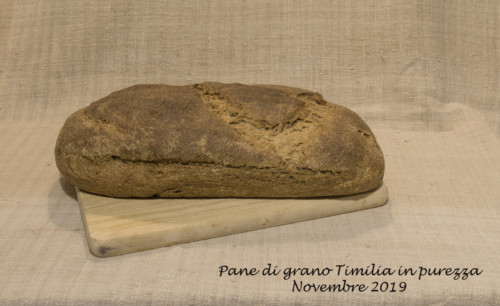 (4A) - Pane di grano Timilia del 15-11-2019 Foto n. Y3A2298