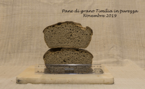 (4B) - Pane di grano Timilia del 15-11-2019 Foto n. Y3A2303