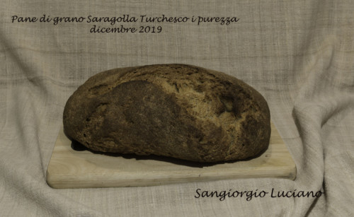  Pane di grano Saragolla Turchesco Foto n.Y3A2310-a 