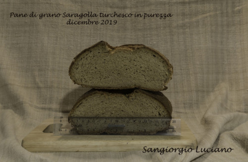  Pane di grano Saragolla Turchesco Foto n. Y3A2315 b